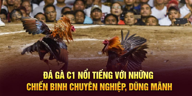 Đá gà C1 nổi tiếng với những chiến binh chuyên nghiệp, dũng mãnh