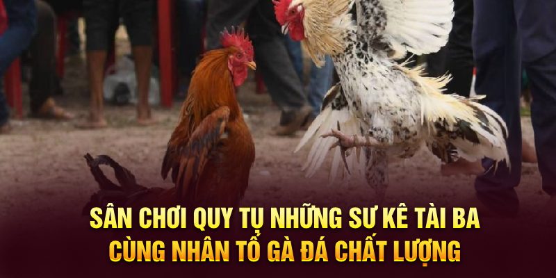 Sân chơi quy tụ những sư kê tài ba cùng nhân tố gà đá chất lượng 