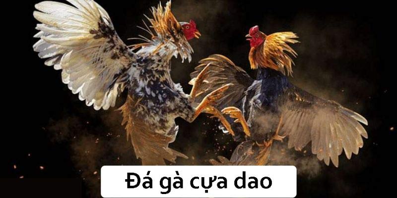 Đá gà cựa dao thu hút đông đảo anh em cược thủ trải nghiệm